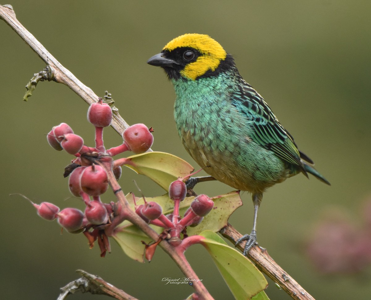 Saffron-crowned Tanager - ML618944915
