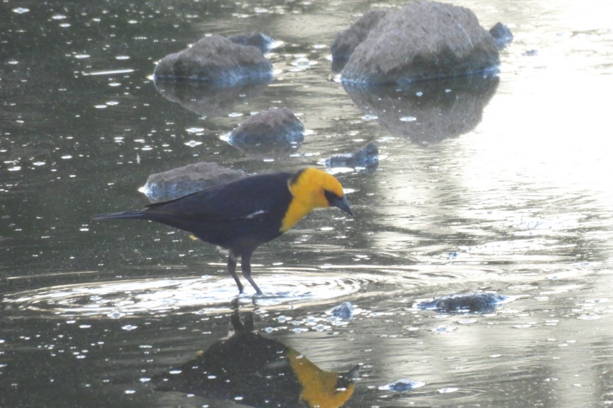 Yellow-headed Blackbird - ML618944931