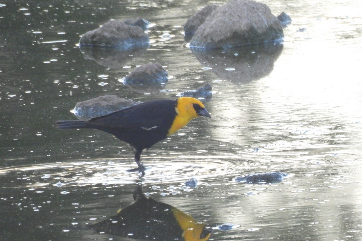 Yellow-headed Blackbird - ML618944932