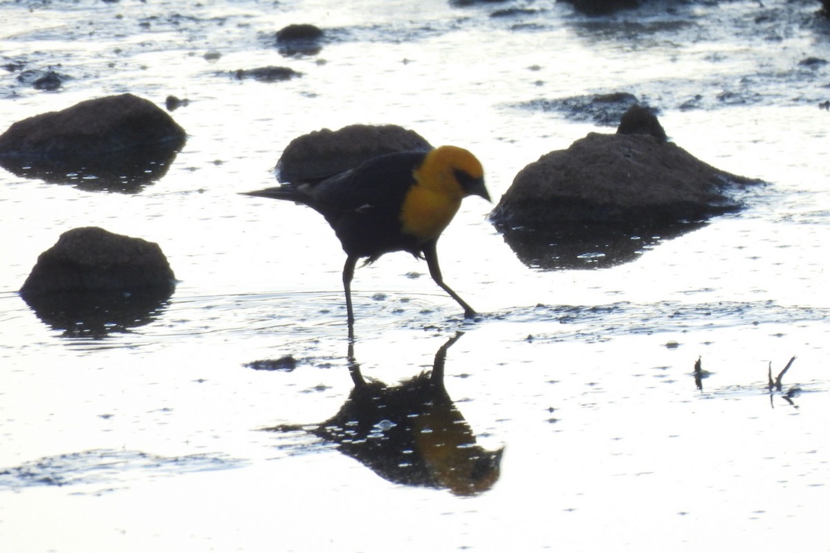 Yellow-headed Blackbird - ML618944933