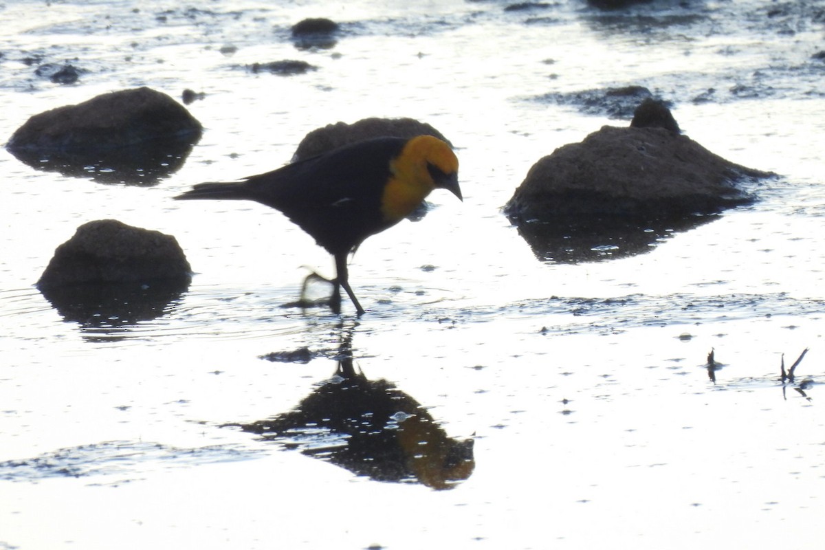Yellow-headed Blackbird - ML618944934