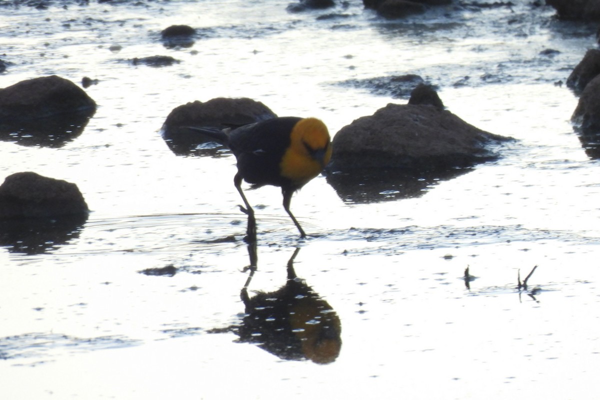 Yellow-headed Blackbird - ML618944935