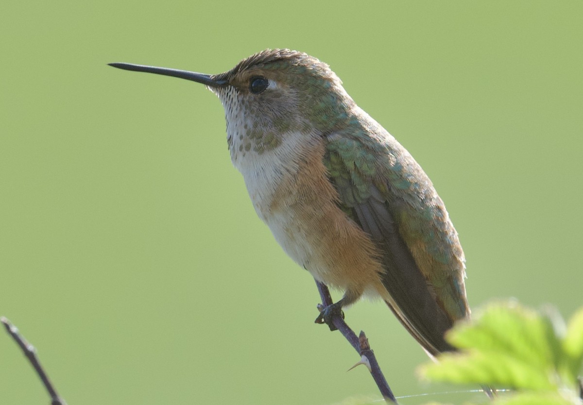 Rufous Hummingbird - ML618944961