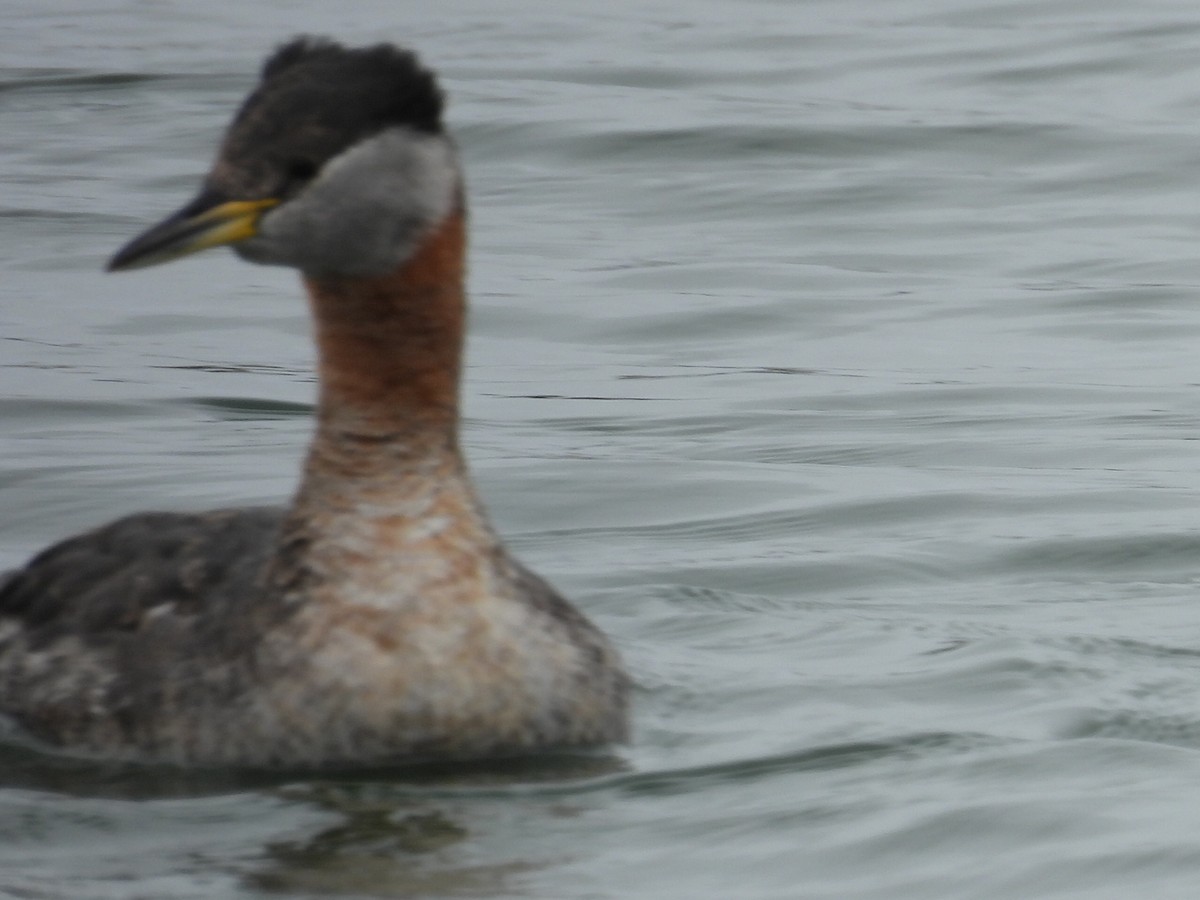 Red-necked Grebe - ML618944970