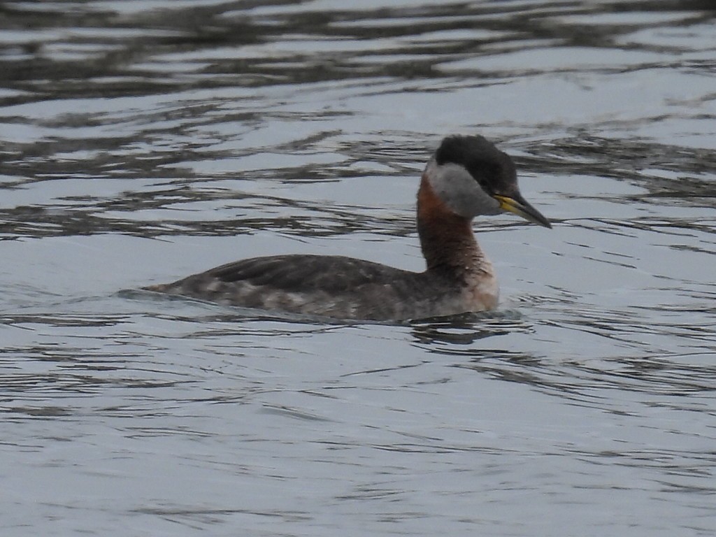 Red-necked Grebe - ML618944971