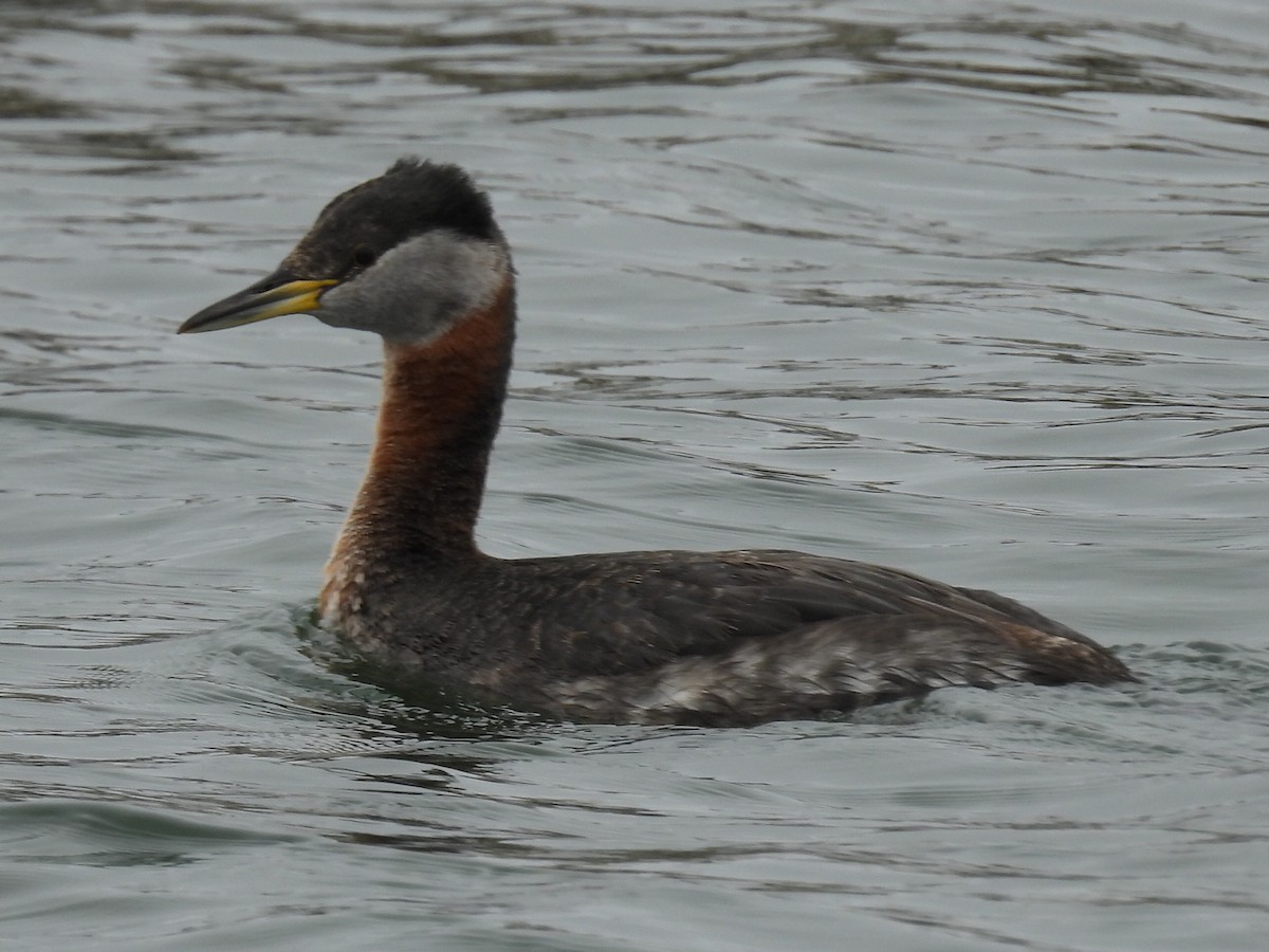 Red-necked Grebe - ML618944973