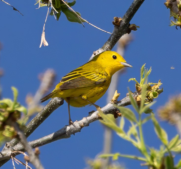 Yellow Warbler - Cathy Strickland