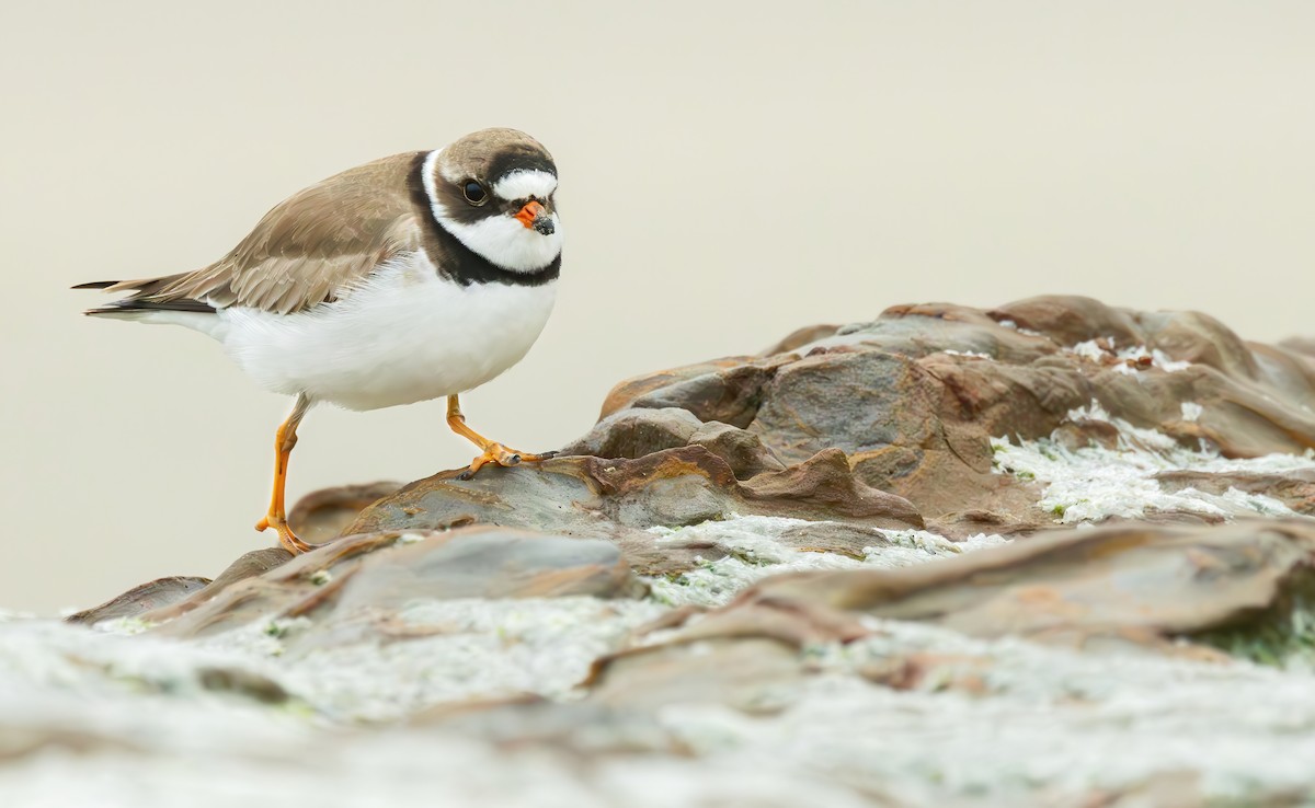 Semipalmated Plover - ML618945007