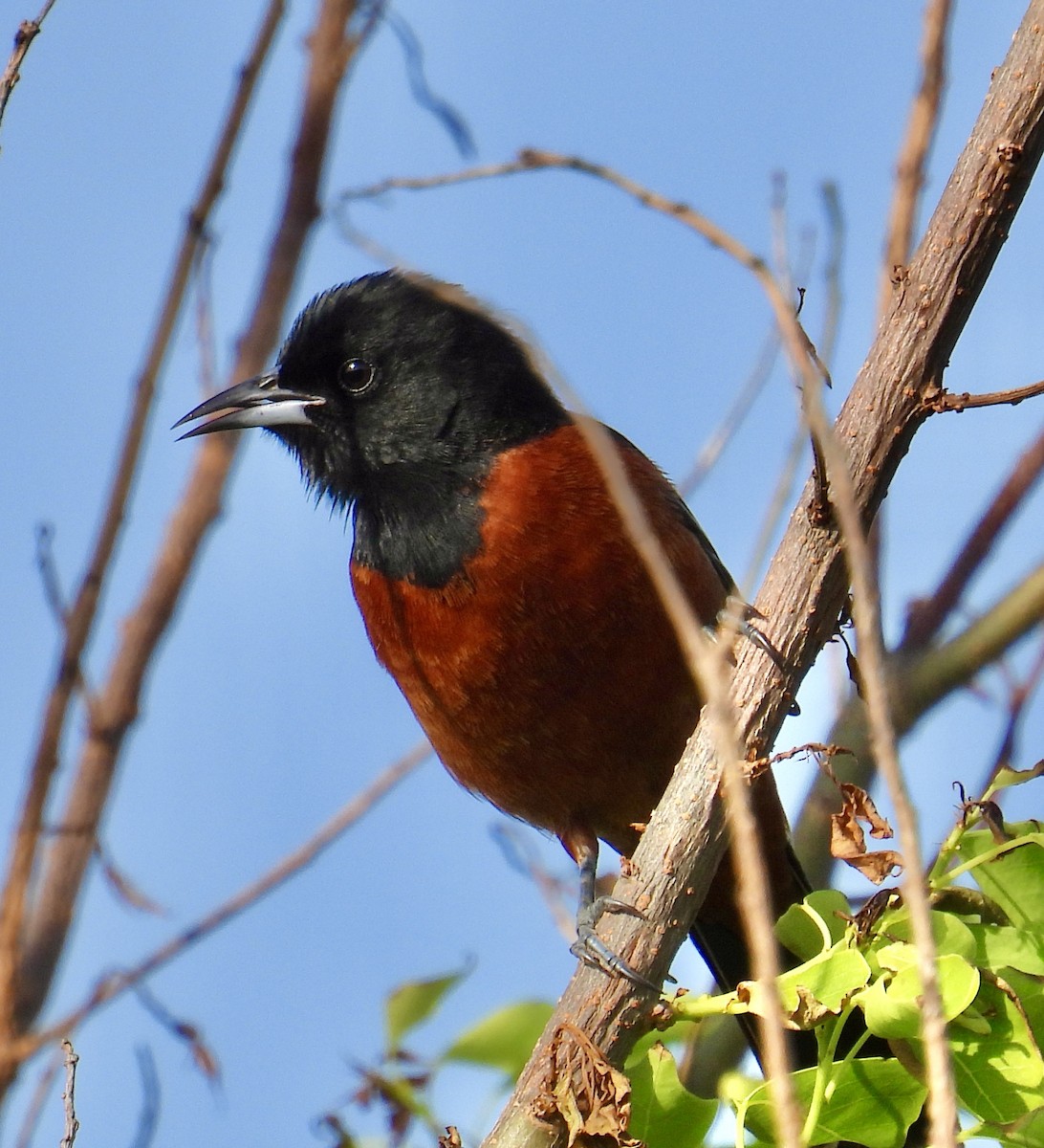 Orchard Oriole - ML618945008