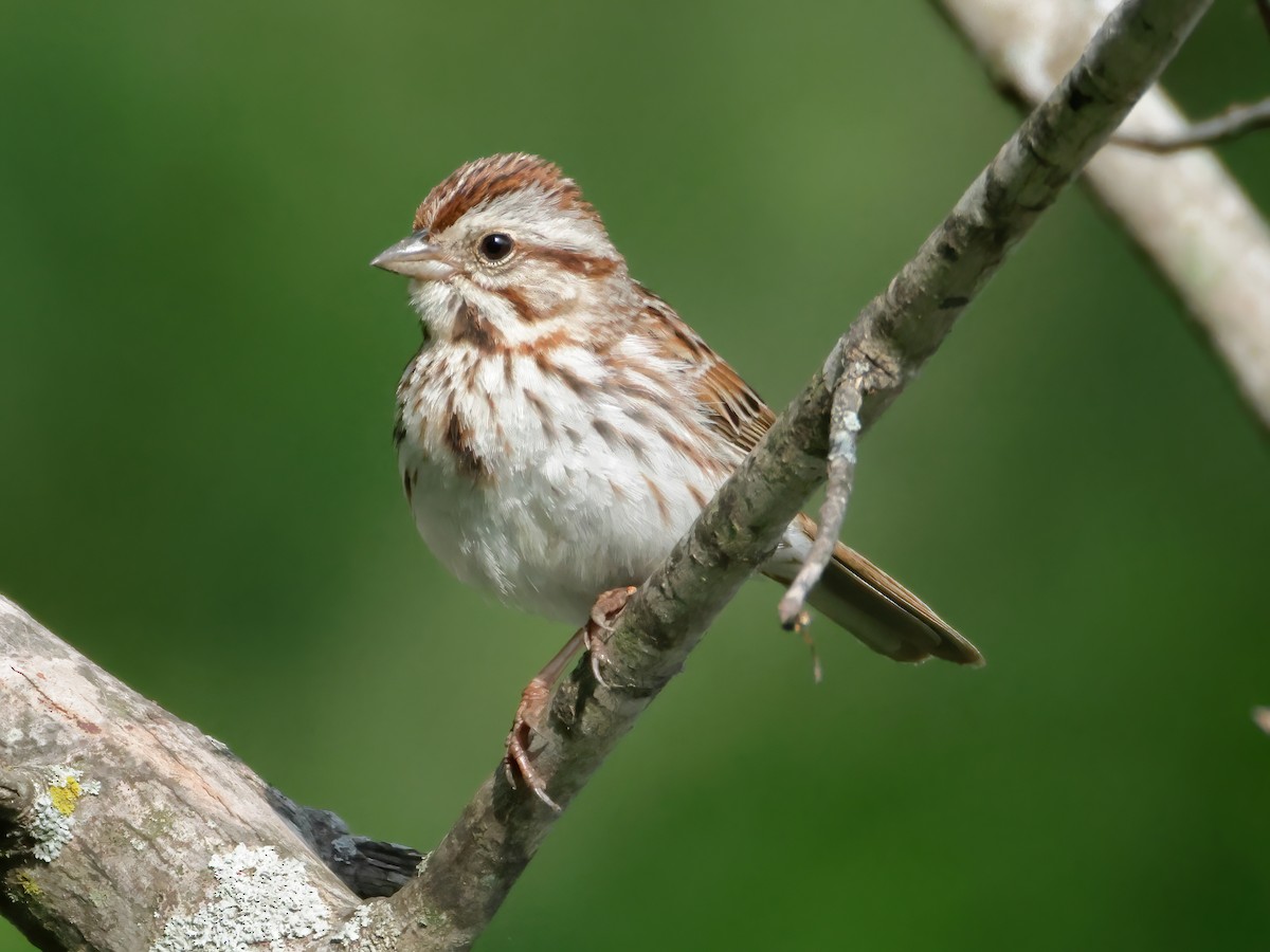 Song Sparrow - Charlie Arp