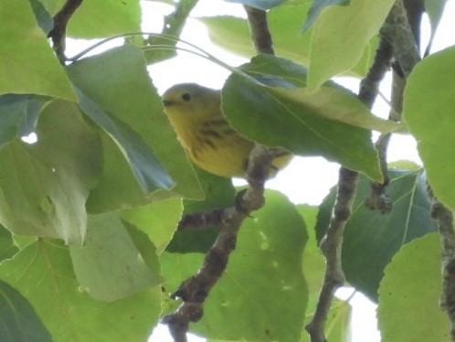 Yellow Warbler - Patti Northam