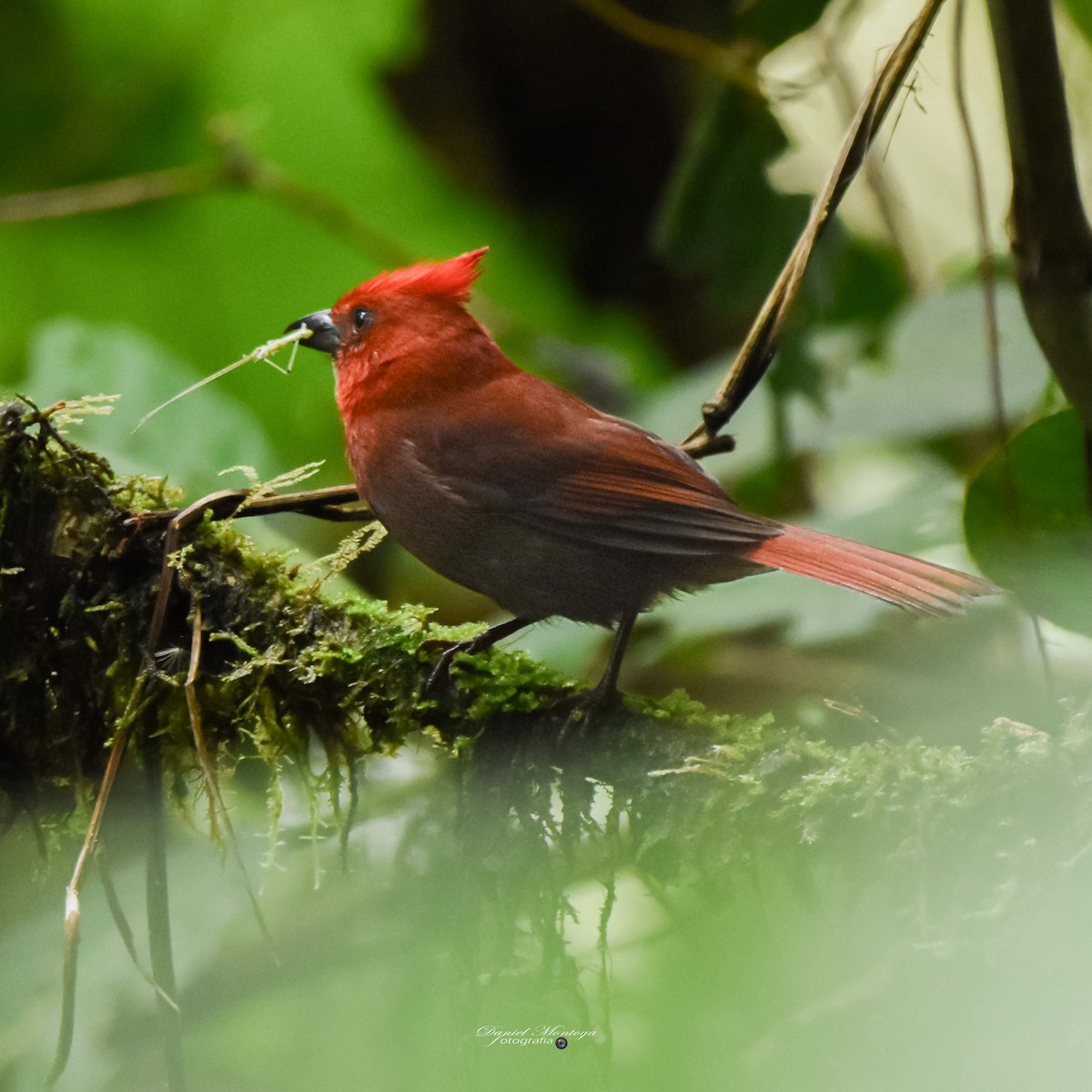 Crested Ant-Tanager - ML618945082