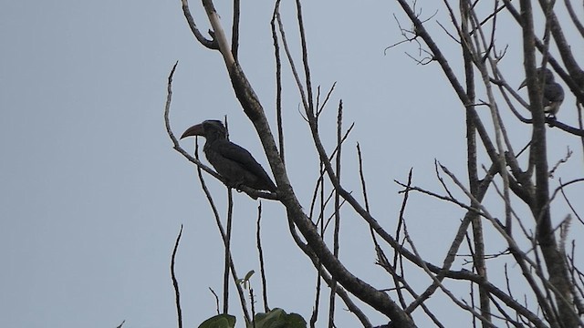 Malabar Gray Hornbill - ML618945137