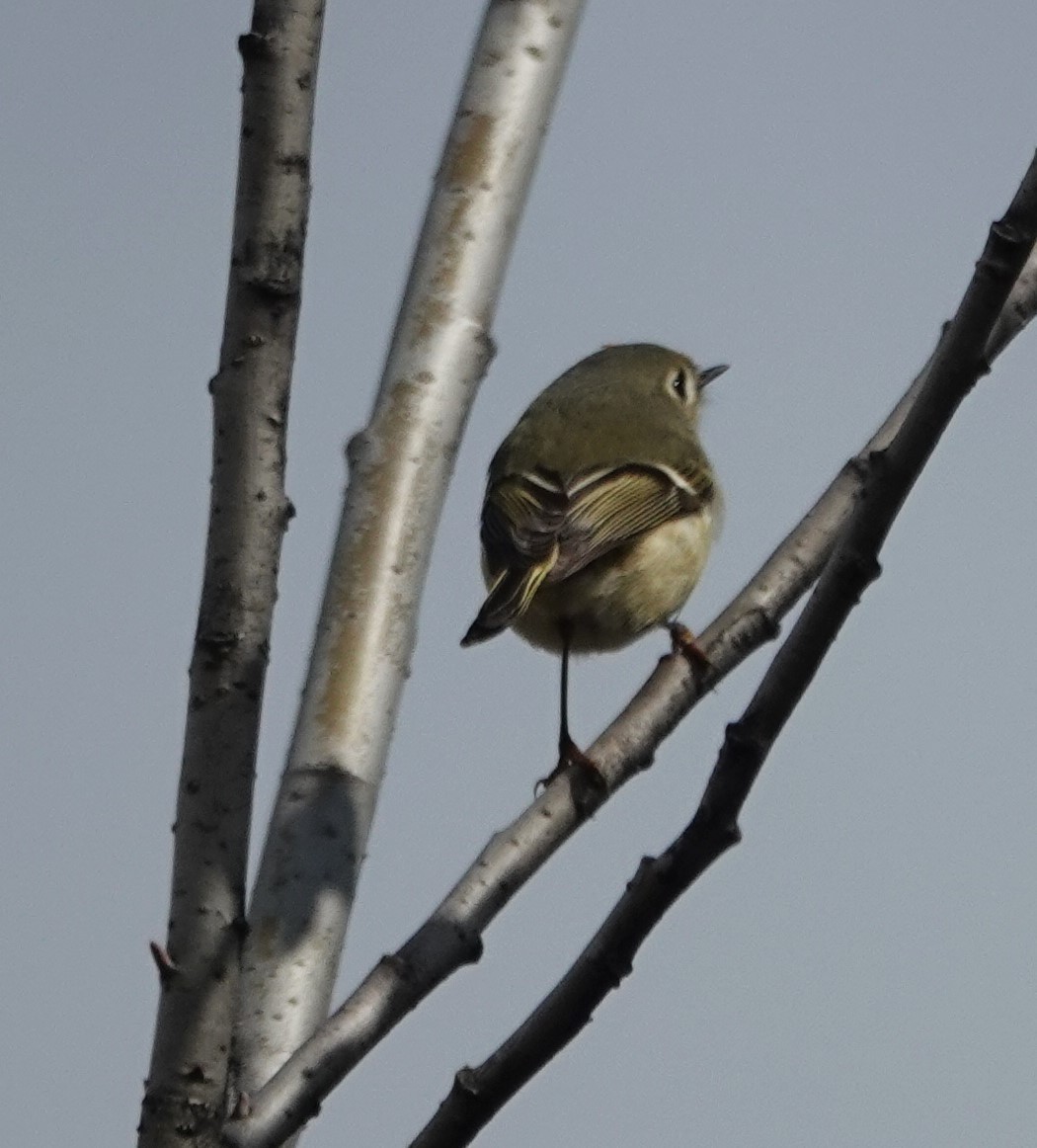 Ruby-crowned Kinglet - Robin Collman