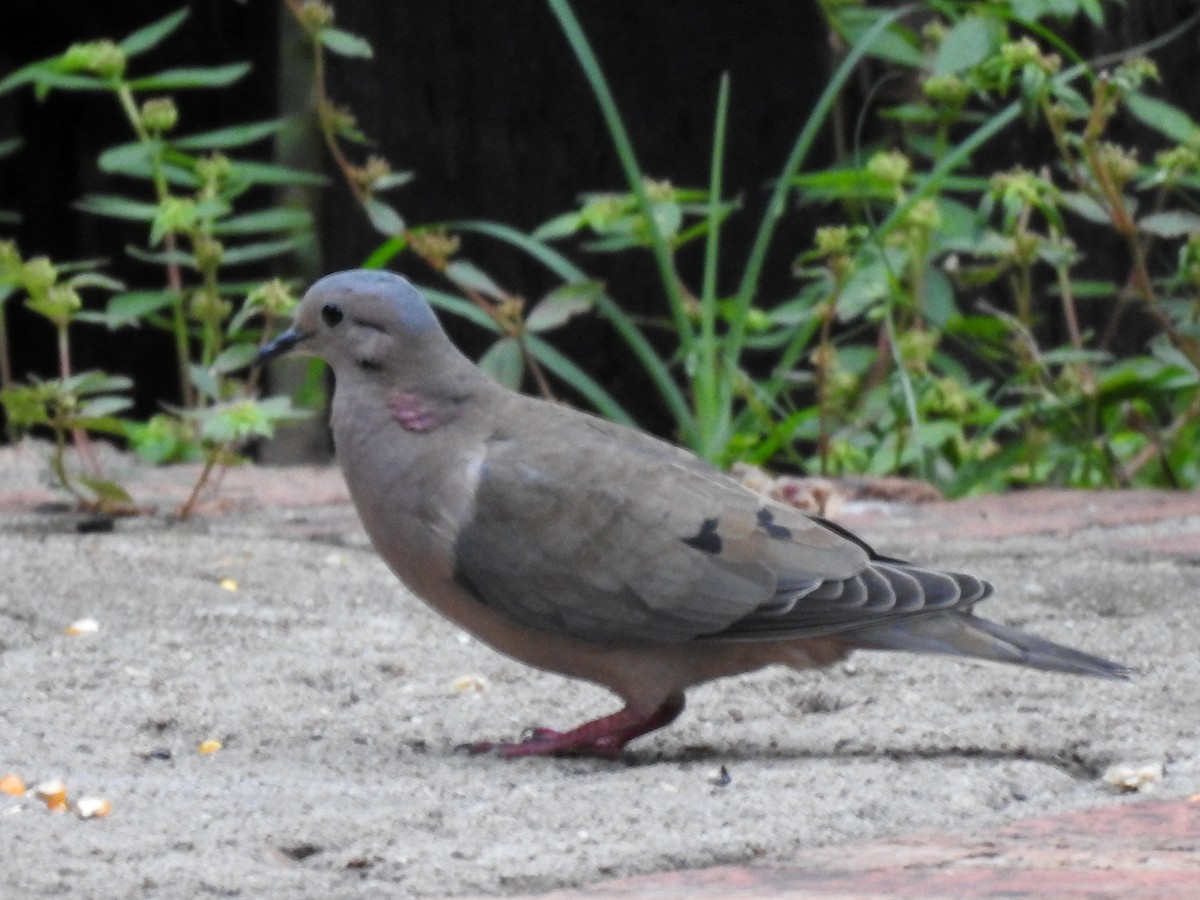 Plain-breasted Ground Dove - ML618945198