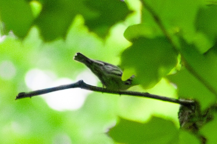 Black-and-white Warbler - ML618945208
