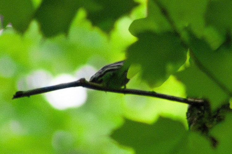 Black-and-white Warbler - W Biggs