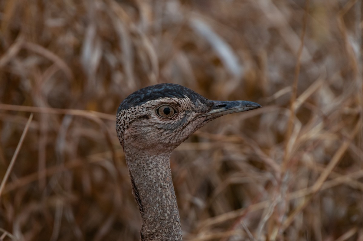 Red-crested Bustard - ML618945218