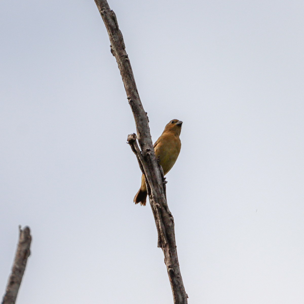 Yellow-bellied Seedeater - ML618945225