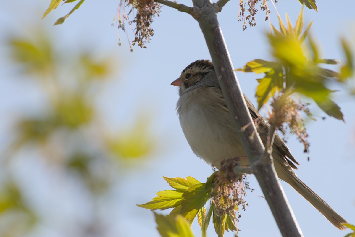 Clay-colored Sparrow - ML618945228