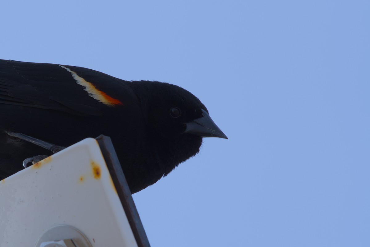 Red-winged Blackbird - ML618945233