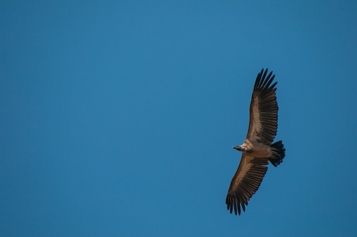 White-backed Vulture - Dominic More O’Ferrall