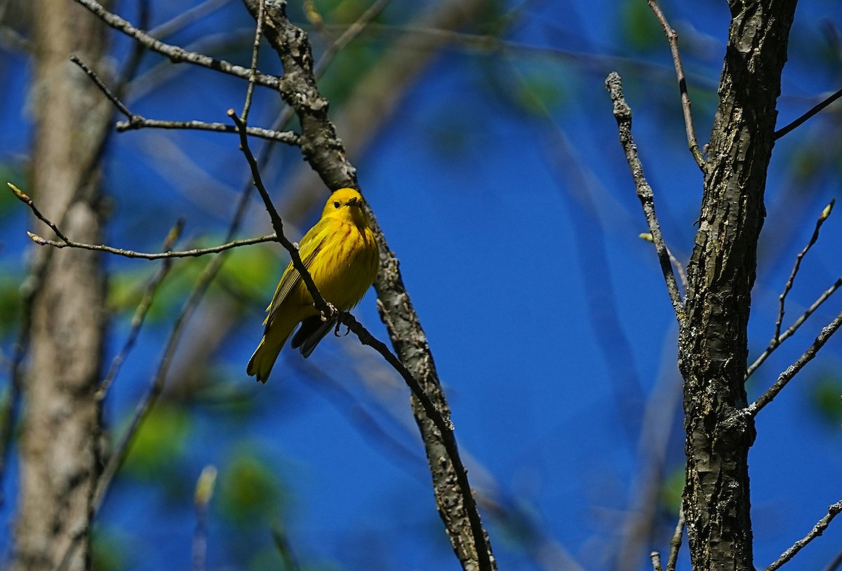 Yellow Warbler - leonard blass