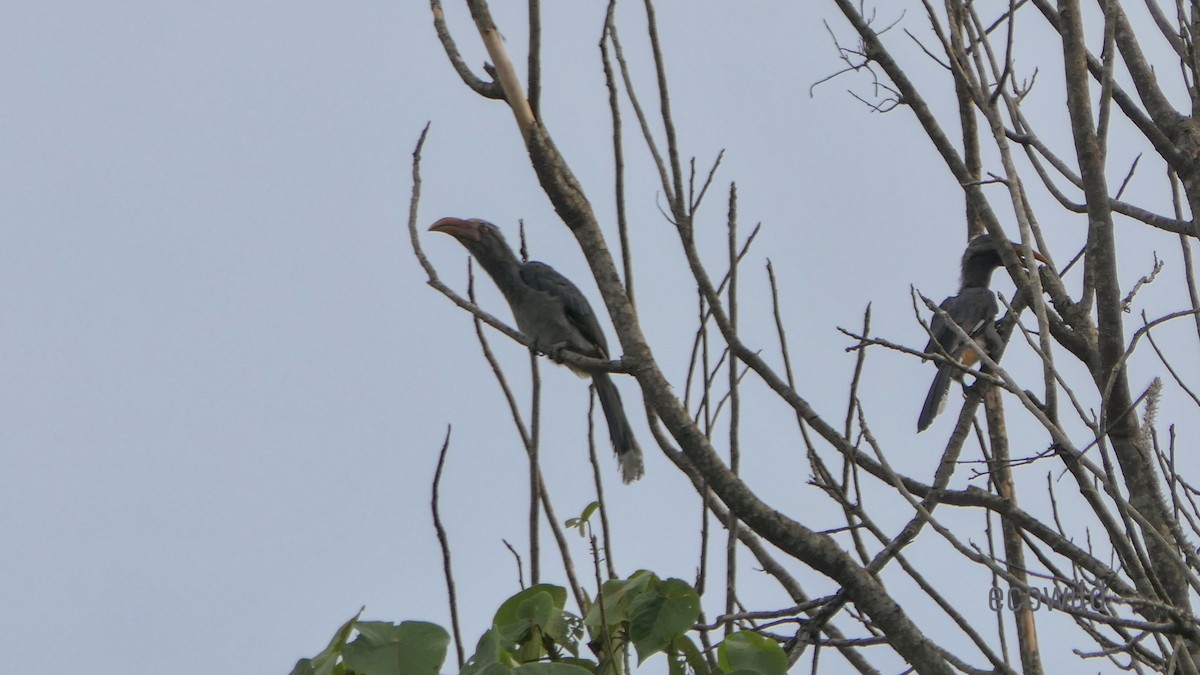Malabar Gray Hornbill - ML618945254
