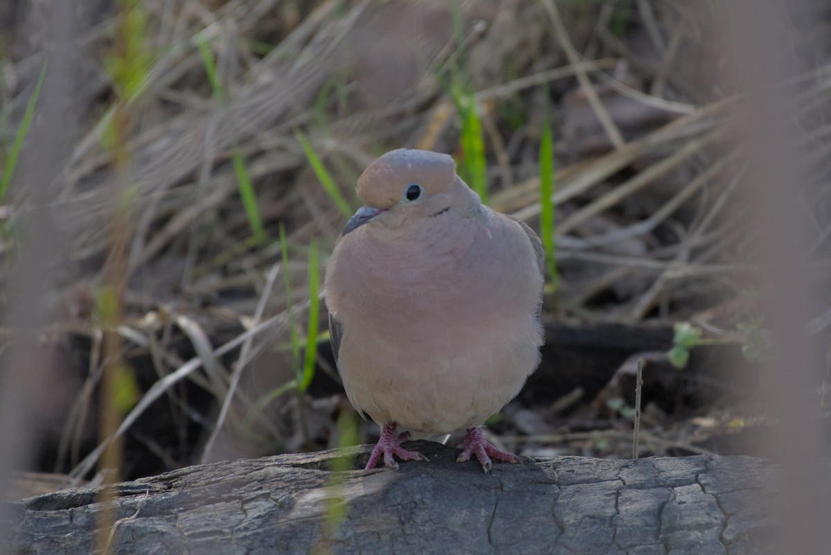 Mourning Dove - Carson Kearns