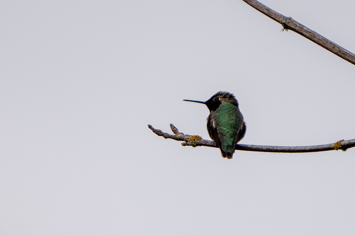 Anna's Hummingbird - Peter Lypkie