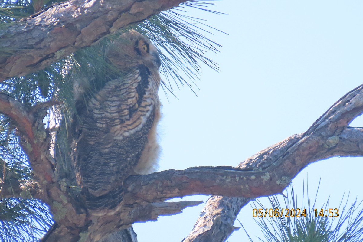 Great Horned Owl - Leslie Baker