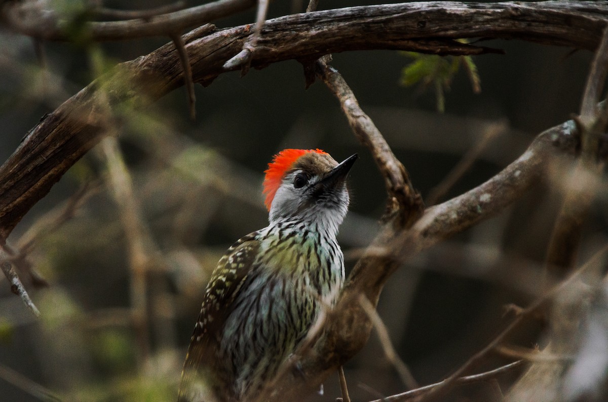 Cardinal Woodpecker - ML618945327
