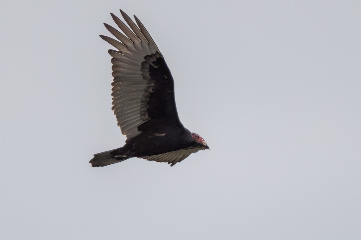 Turkey Vulture - Peter Lypkie