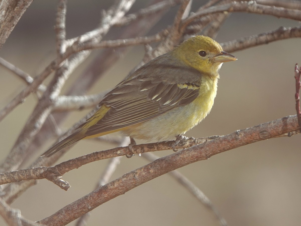 Western Tanager - ML618945372