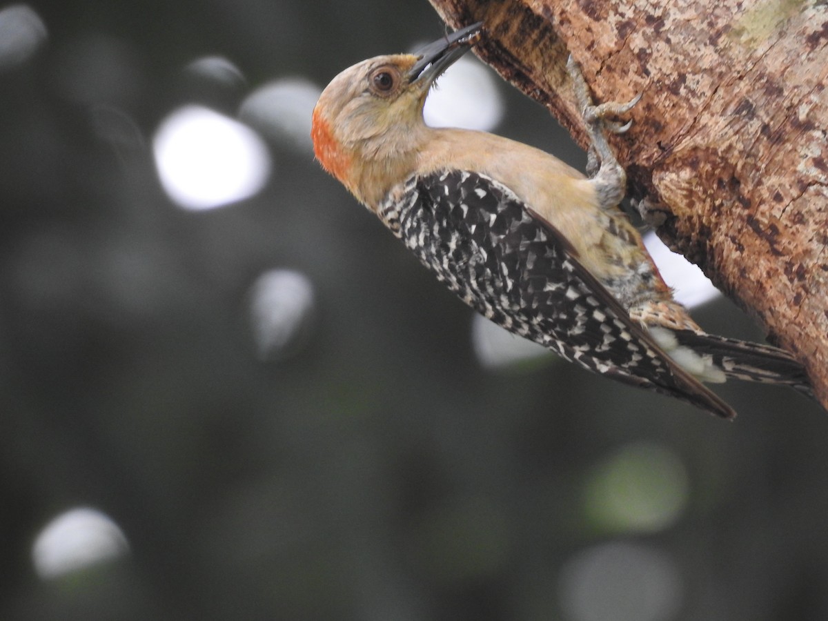 Red-crowned Woodpecker - Michael Barragán
