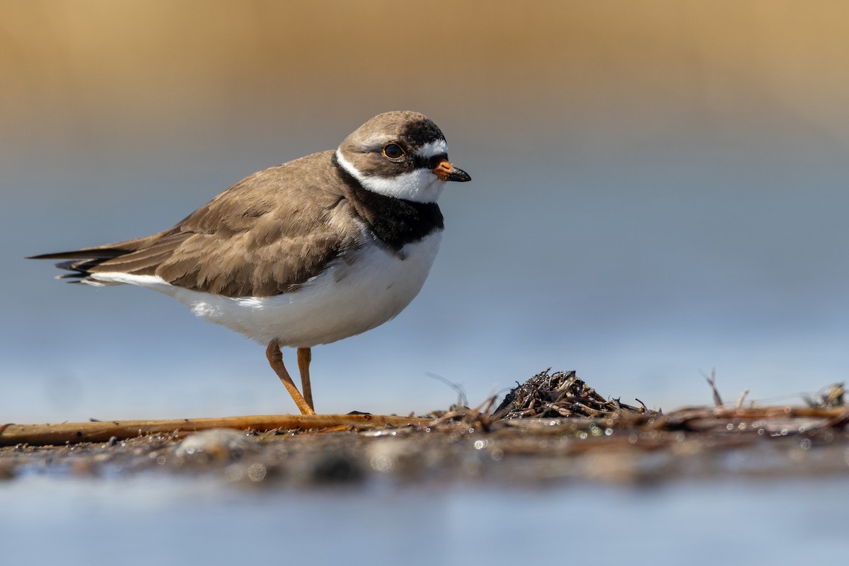 Semipalmated Plover - ML618945387