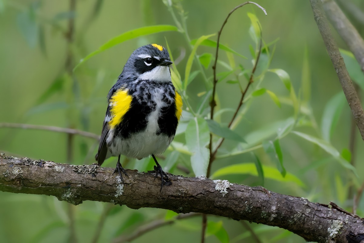 Yellow-rumped Warbler - Mitchell Goldfarb