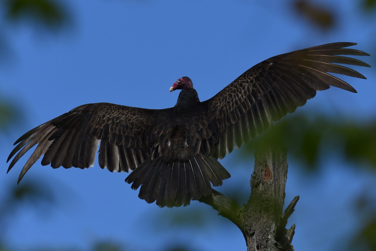 Turkey Vulture - Joseph Sefter