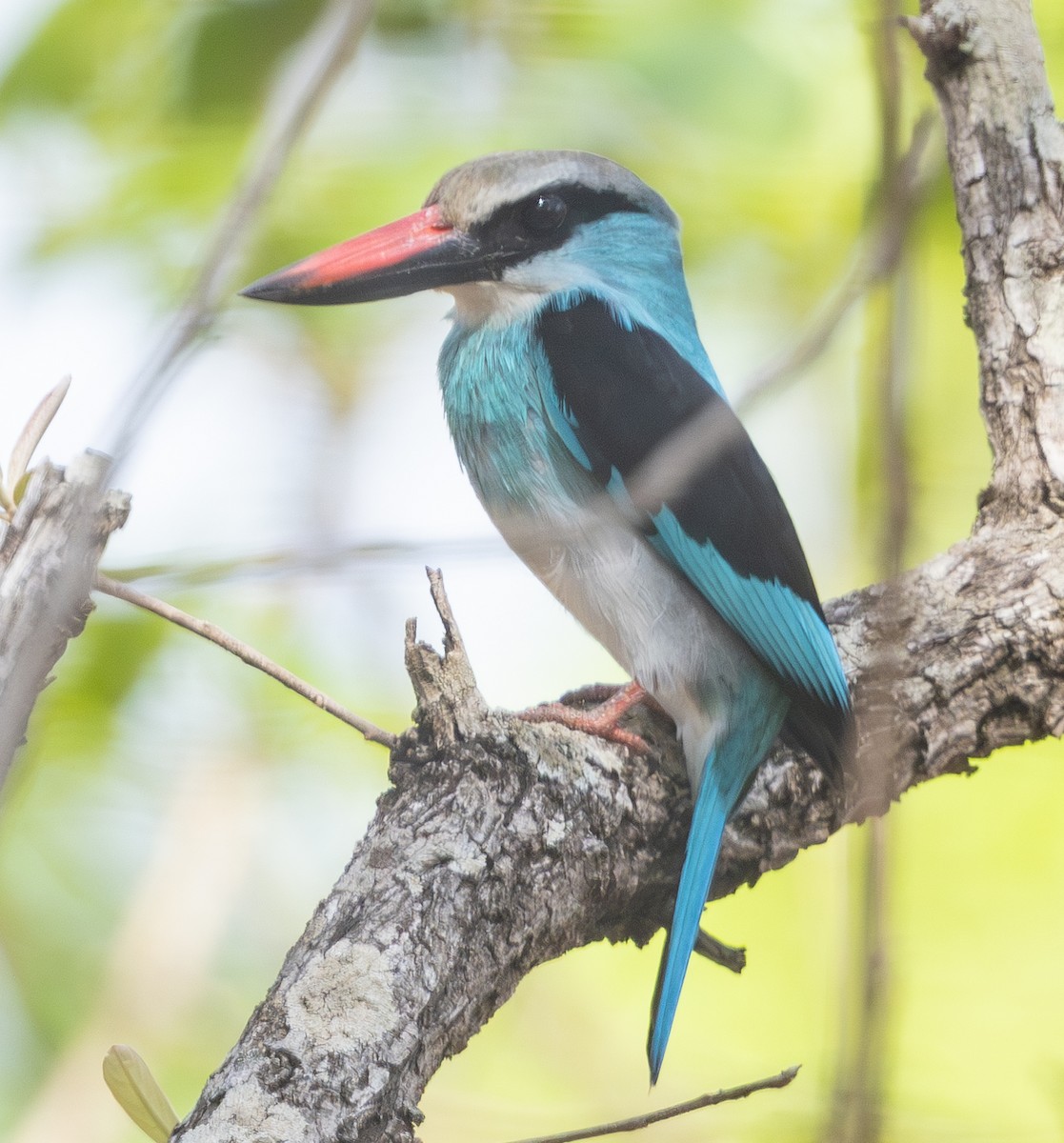 Blue-breasted Kingfisher - ML618945395