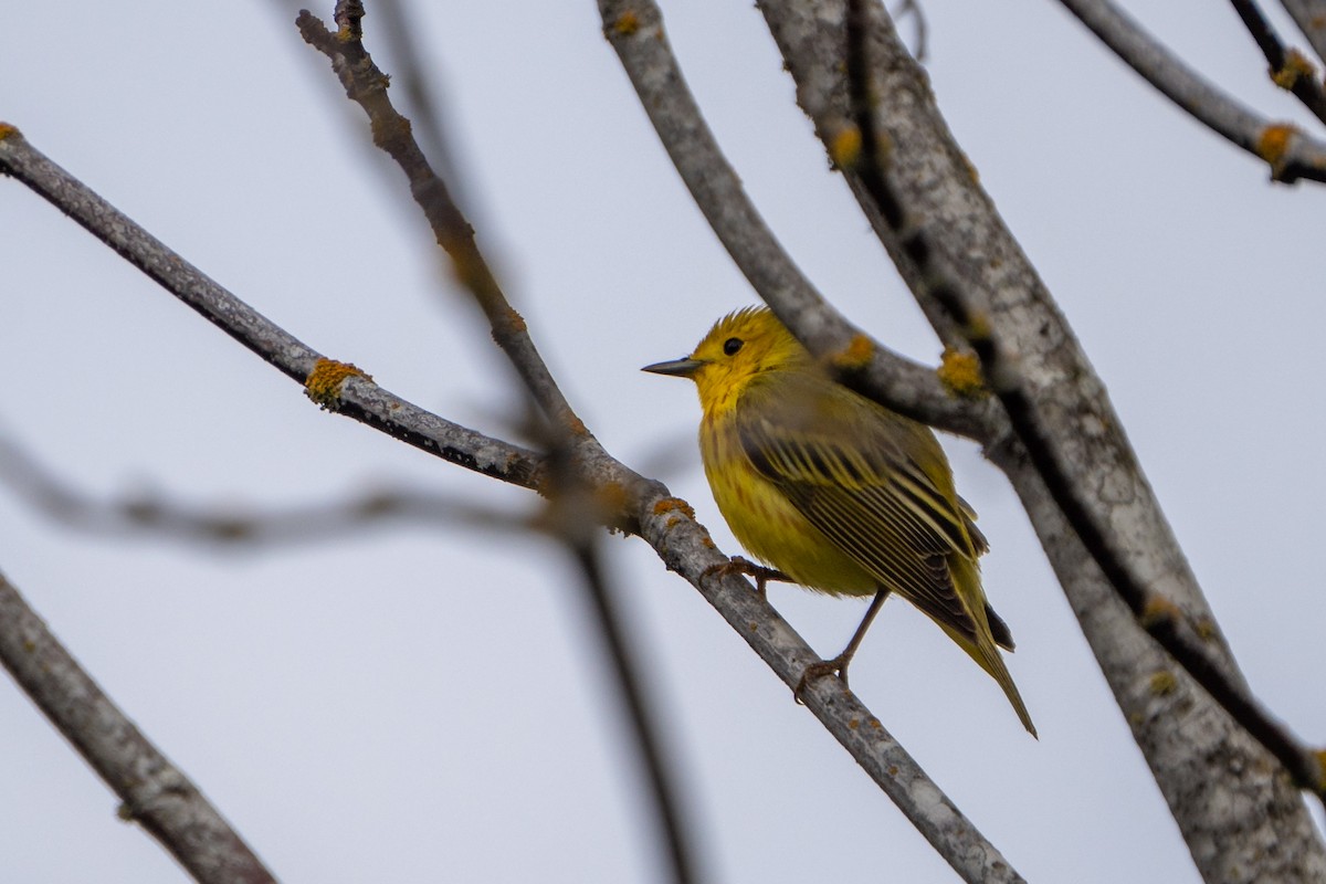 Yellow Warbler - Peter Lypkie