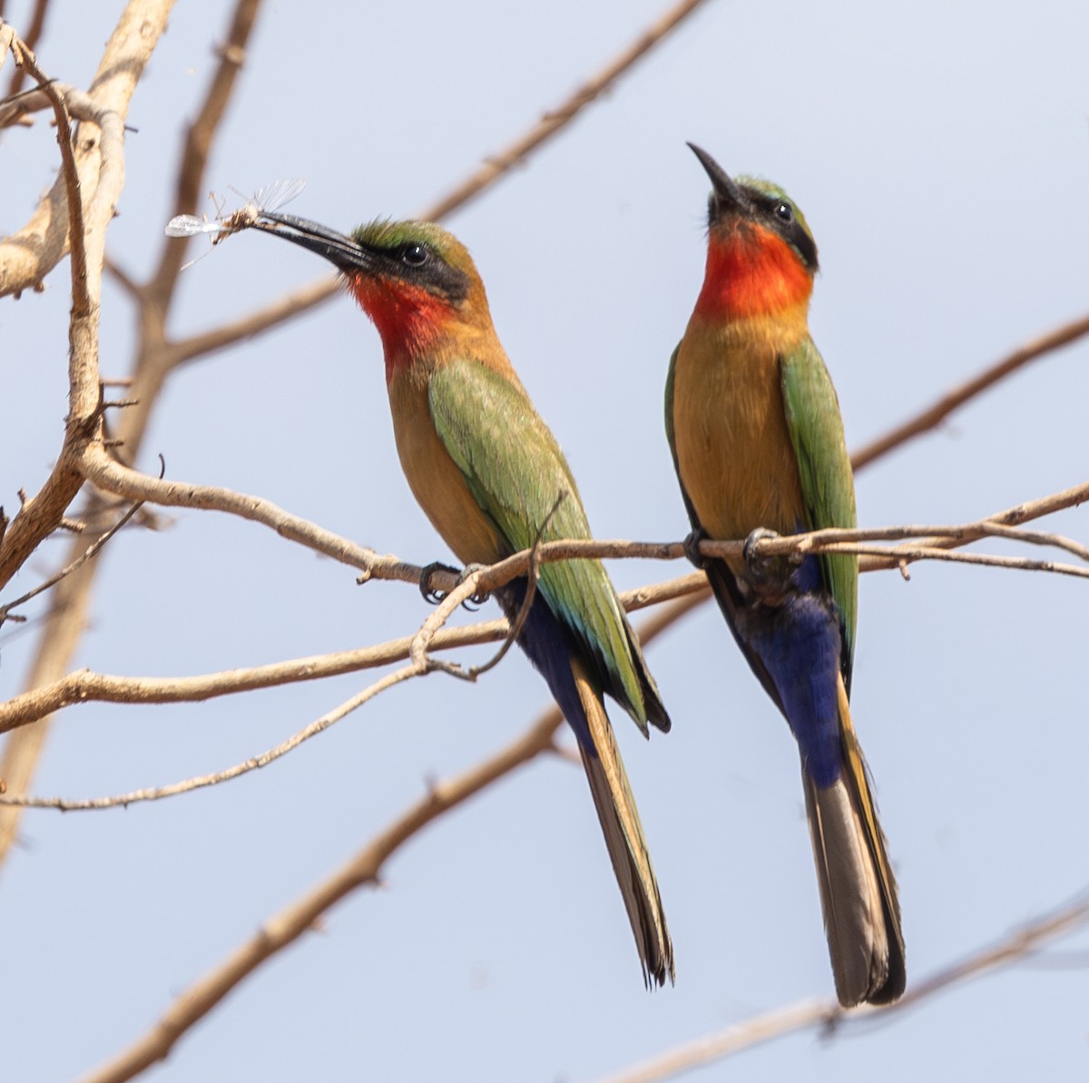 Red-throated Bee-eater - Marie Lister