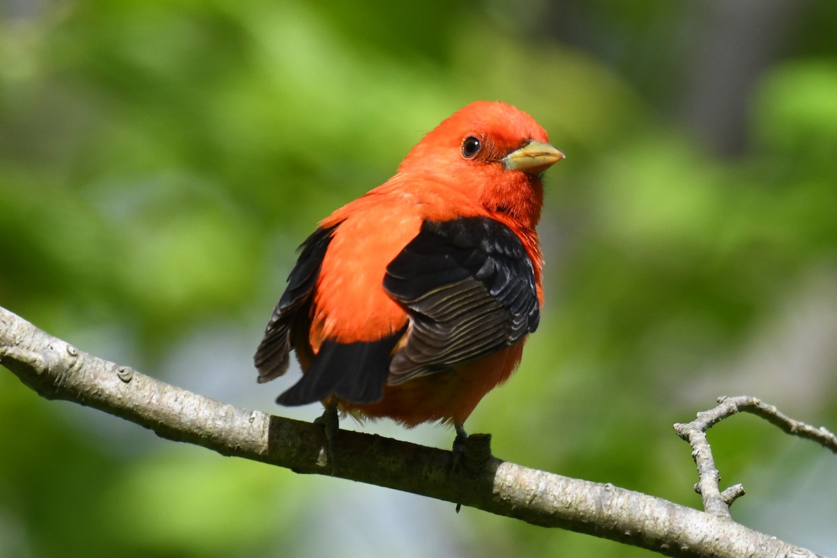 Scarlet Tanager - ML618945488
