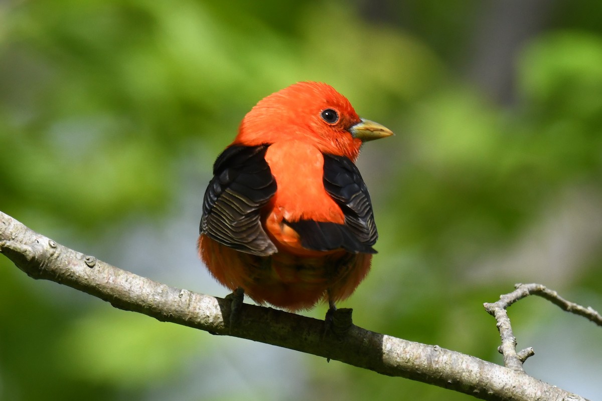 Scarlet Tanager - ML618945489