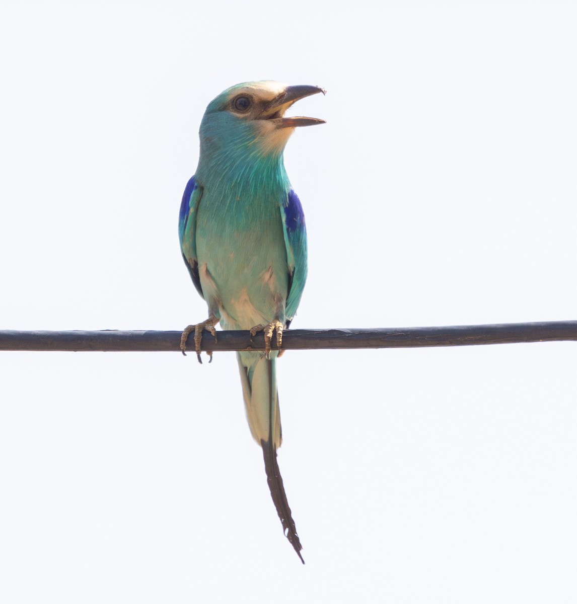 Abyssinian Roller - Marie Lister