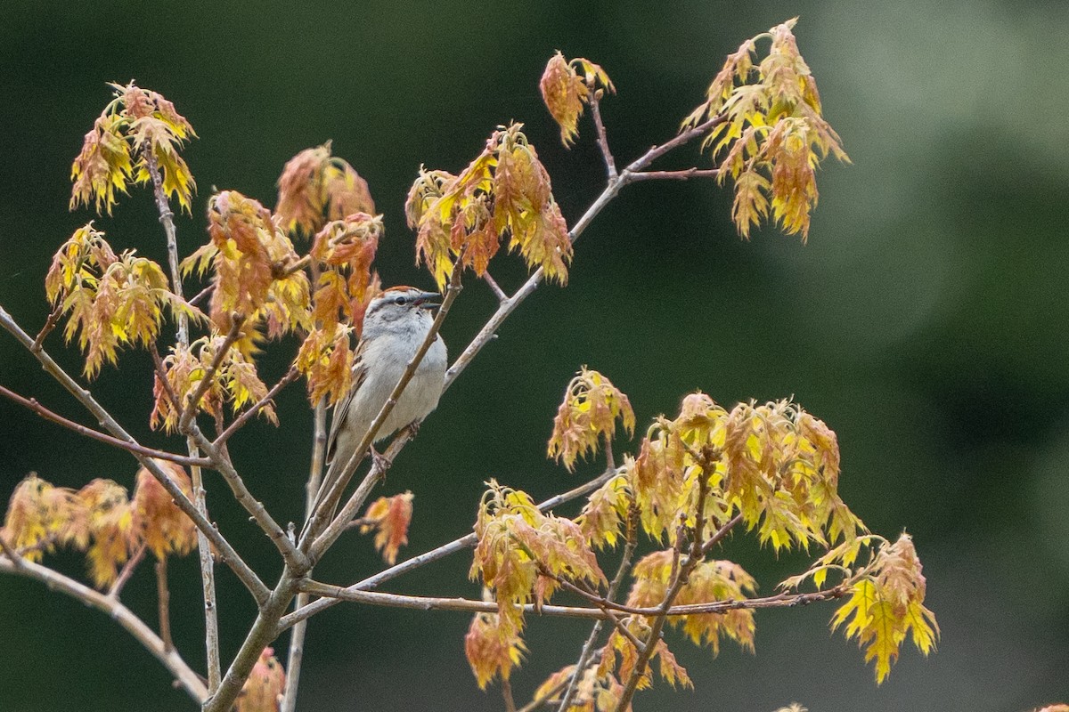 Chipping Sparrow - Peter Lypkie