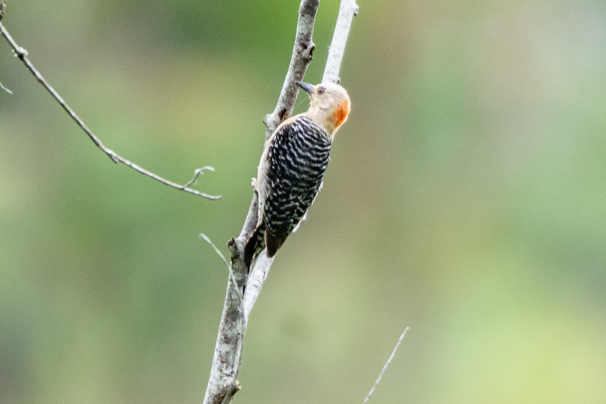 Red-crowned Woodpecker - ML618945579