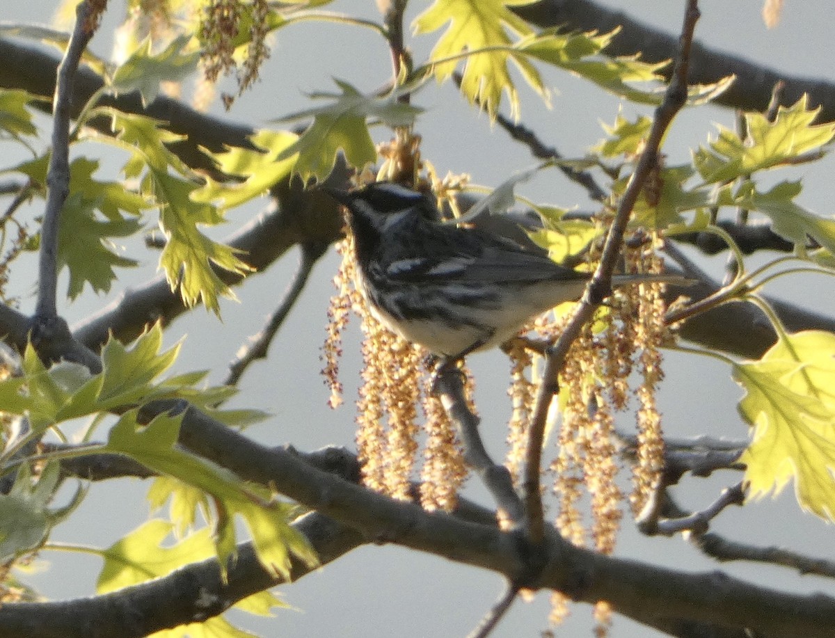 Black-throated Gray Warbler - Kitty ONeil