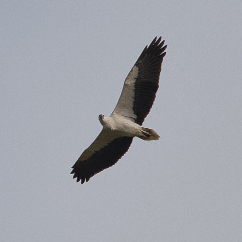 White-bellied Sea-Eagle - Mark Pronger