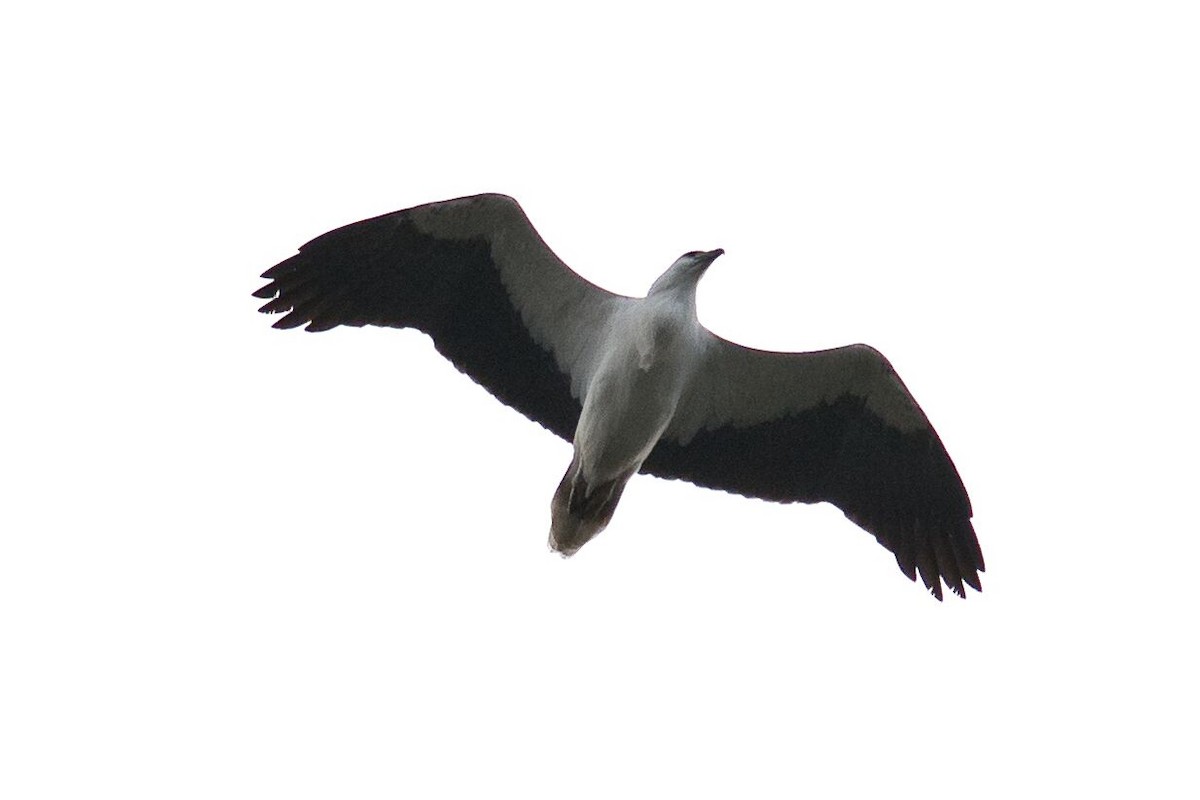 White-bellied Sea-Eagle - Mark Pronger