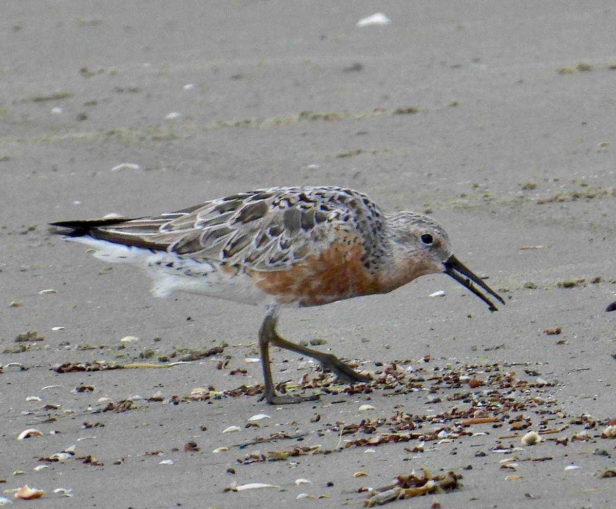 Red Knot - ML618945631